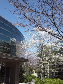 sakura.jpg